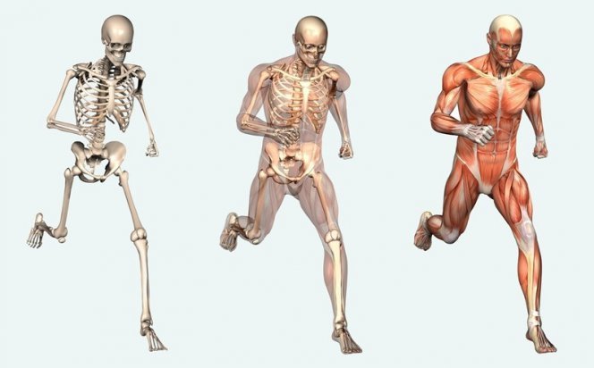 6 маловідомих фактів про тіло людини