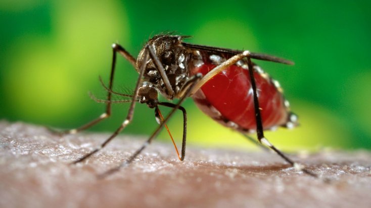 Вчені довідалися як комарі вибирають людей для укусів
