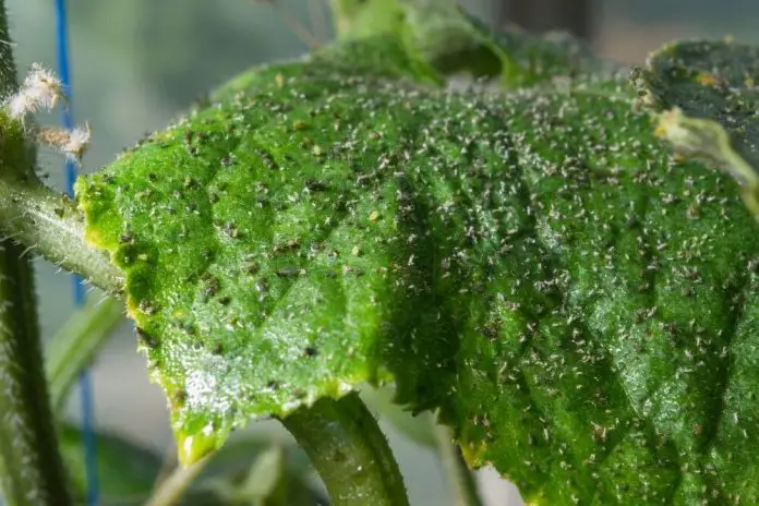 Попелиця на огірках: як боротися зі шкідником