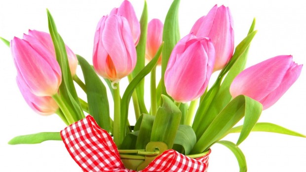 Тюльпаны можно использовать для лечения сердечно-сосудистых заболеваний