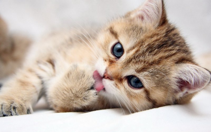 Ученые доказали пользу мурчания кошки для здоровья