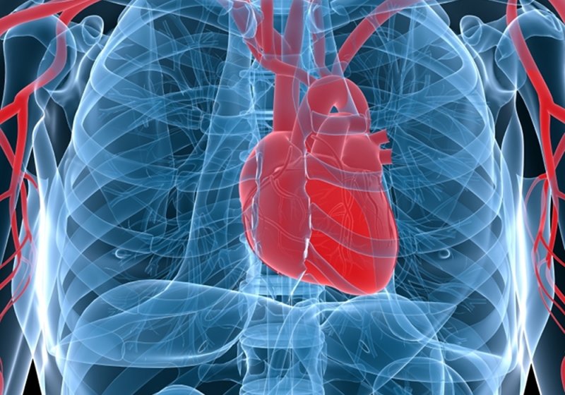 Сердце человека стареет быстрее других органов
