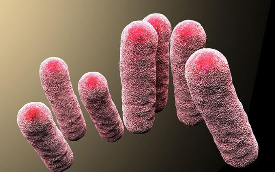 Медики предупреждают о распространении новой супербактерии