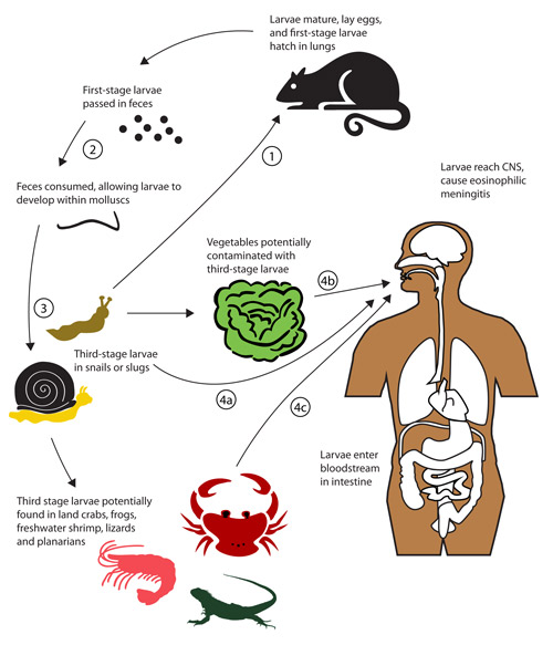 Биологи предупредили об эпидемии мозговых червей