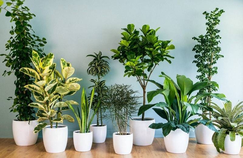 10 причин завести дома больше комнатных растений