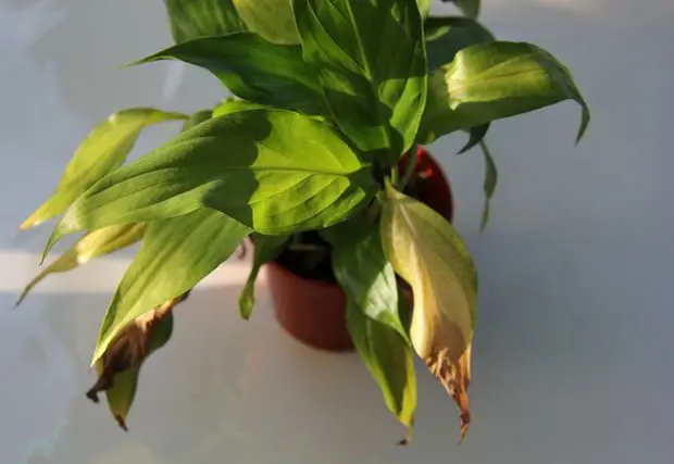 Як уникнути появи опіків на листі кімнатних рослин