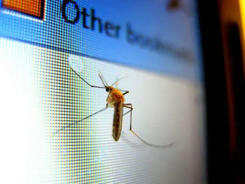Як захистити себе від комарів: секрети від доктора Комаровського