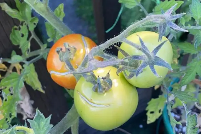 Три причини, чому помідори тріскають: досвід городників