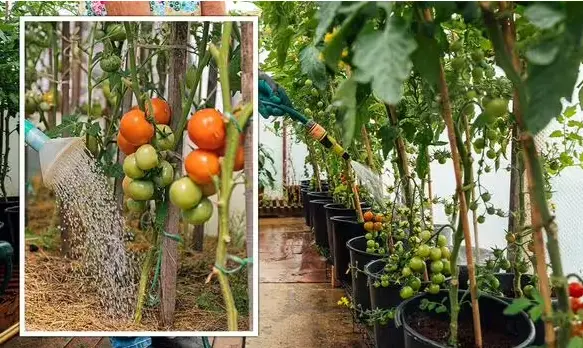 Додайте у ґрунт кавову гущу, щоб отримати небувалий врожай помідорів: секрети дачників